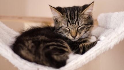 кошеня спить
