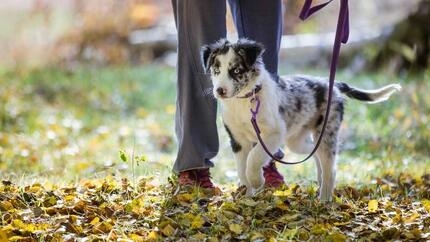 цуценя вигулюють на природі