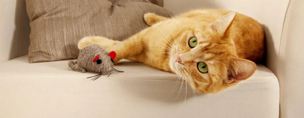 Рудий котик грає з мишкою