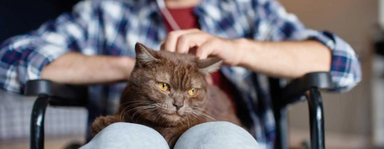 Кота чухають по макітрі