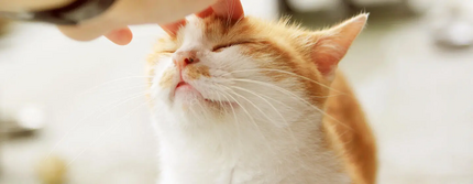 Котику чухають морду