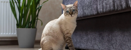 Породи котів без хвоста