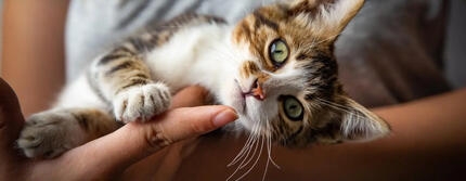 Кошеня на лежить на руках