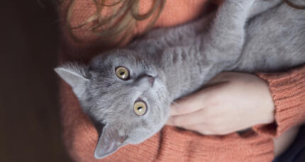 Кіт і маленька дівчина