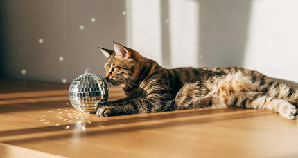 Кіт лежить на столі поруч з диско кулею