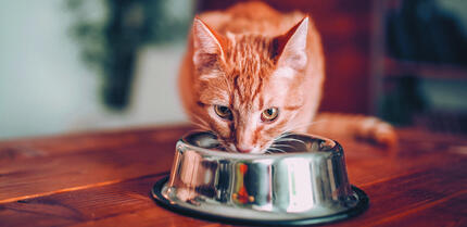 Рудий кіт їсть з миски