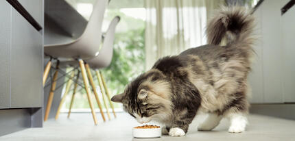 Кіт їсть з миски