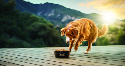 Собака їсть корм з миски Pro Plan
