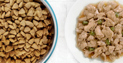 вологий та сухий корм