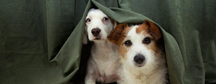 Два цуцика ховаються під ковдрою