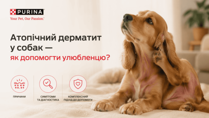 Атопічний дерматит у собак - як допомогти?