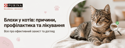 Блохи у котів: причини, профілактика та лікування