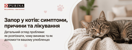 Запор у котів: симптоми, причини та лікування