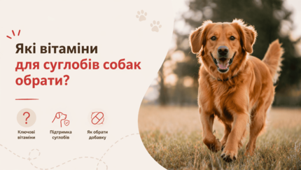 Які вітаміни для суглобів собак обрати?
