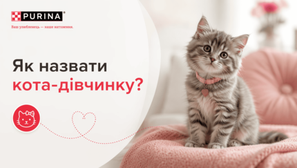 Як назвати кота-дівчинку?