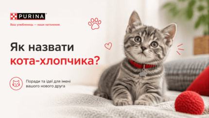 Як назвати кота-хлопчика?