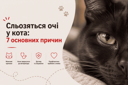 Сльозяться очі у кота: 7 основних причин