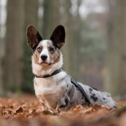 Вельш-коргі стоїть у лісі
