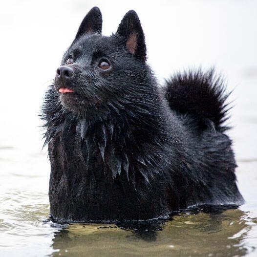 Шиперке