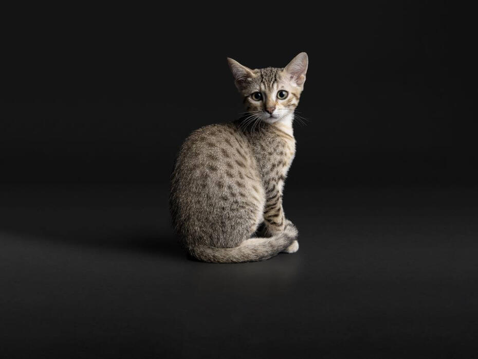 Кошеня сидить