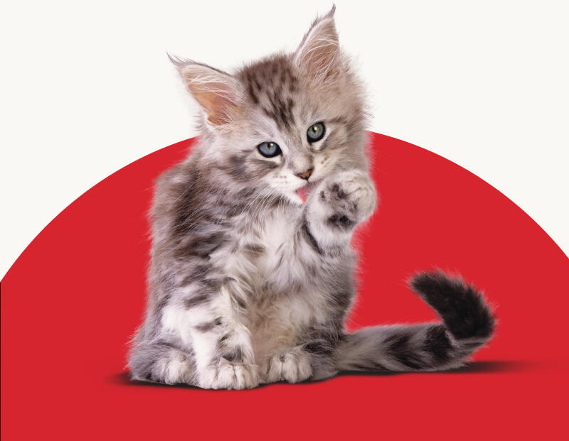 Кошеня вилизує лапу