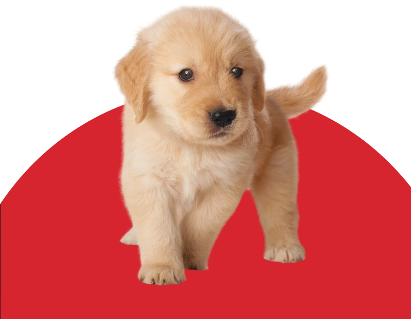 Цуценя