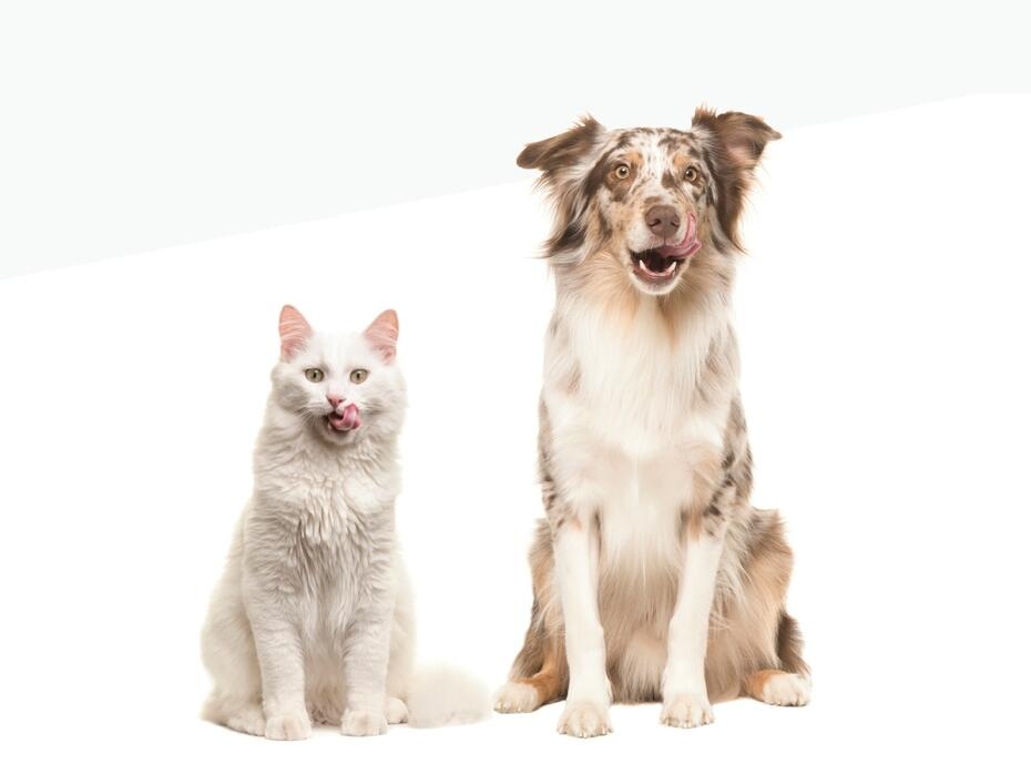 Акції від Purina