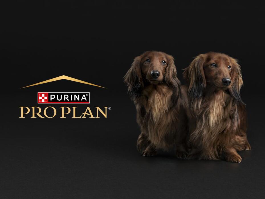 Головний банер акції PRO PLAN®