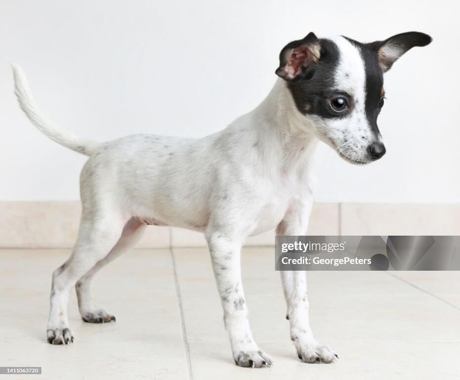 Рет-тер’єр