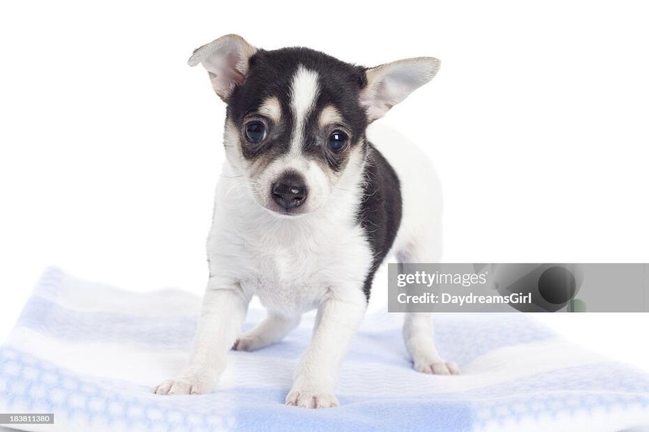 Рет-тер’єр