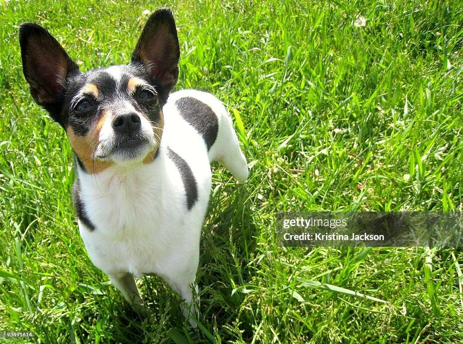 Рет-тер’єр