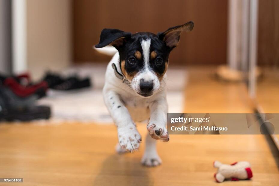 Рет-тер’єр