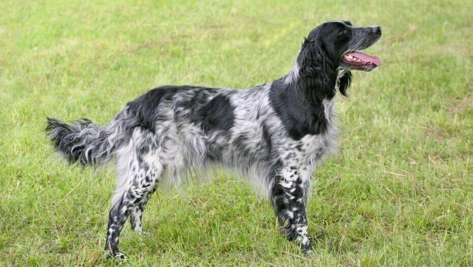 Мюнстерлендер великий