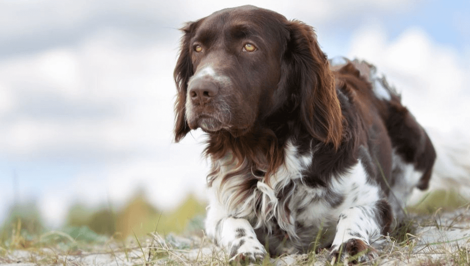 Мюнстерлендер великий