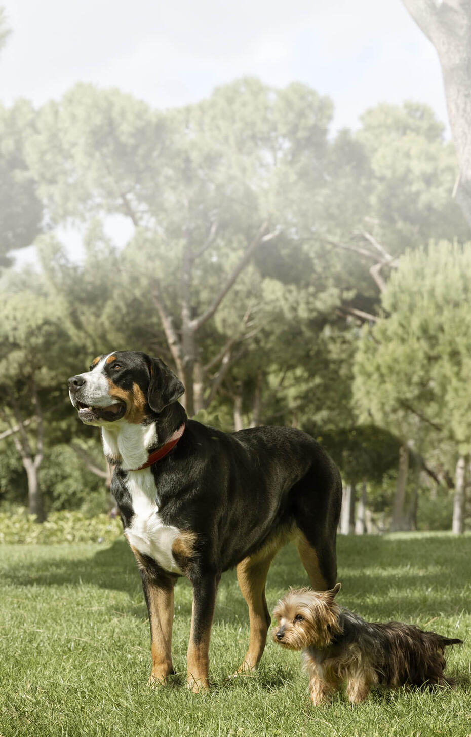 Великий і малий пес стоять поряд