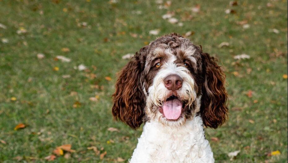 Бернедудель  на прогулянці