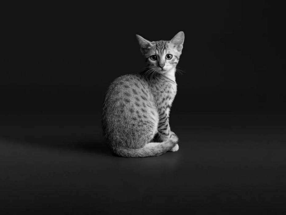 кошеня сидить чб