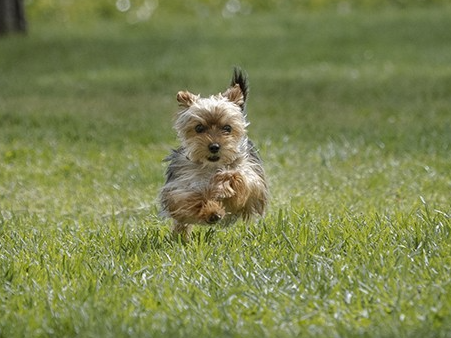 Собака малої породи біжить по траві