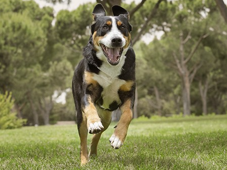 Великий пес біжить на прогулянці