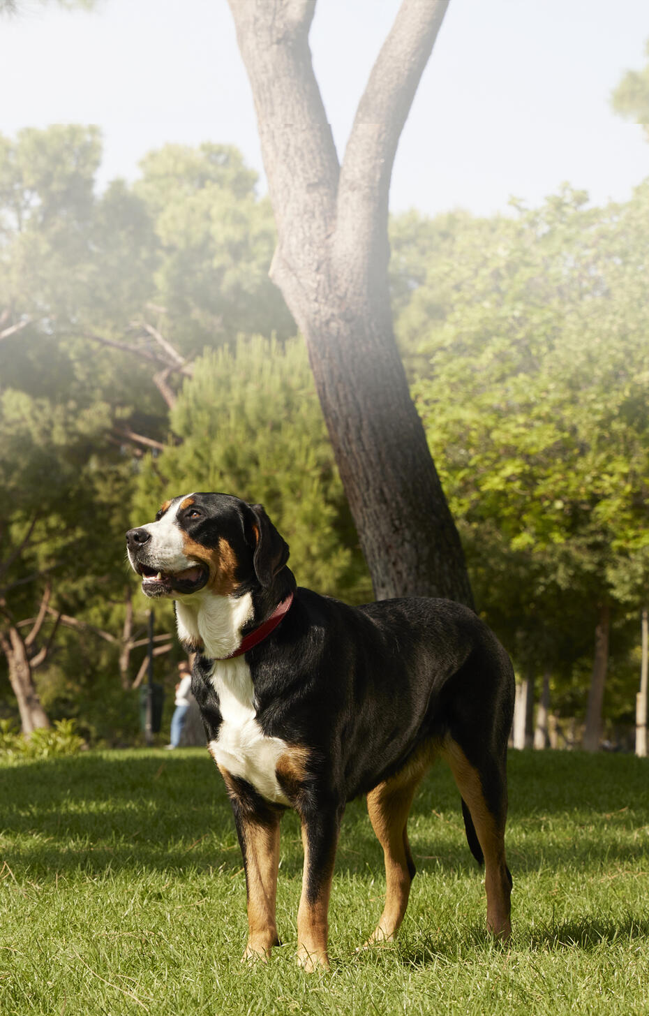 PURINA ONE® MEDIUM/MAXI