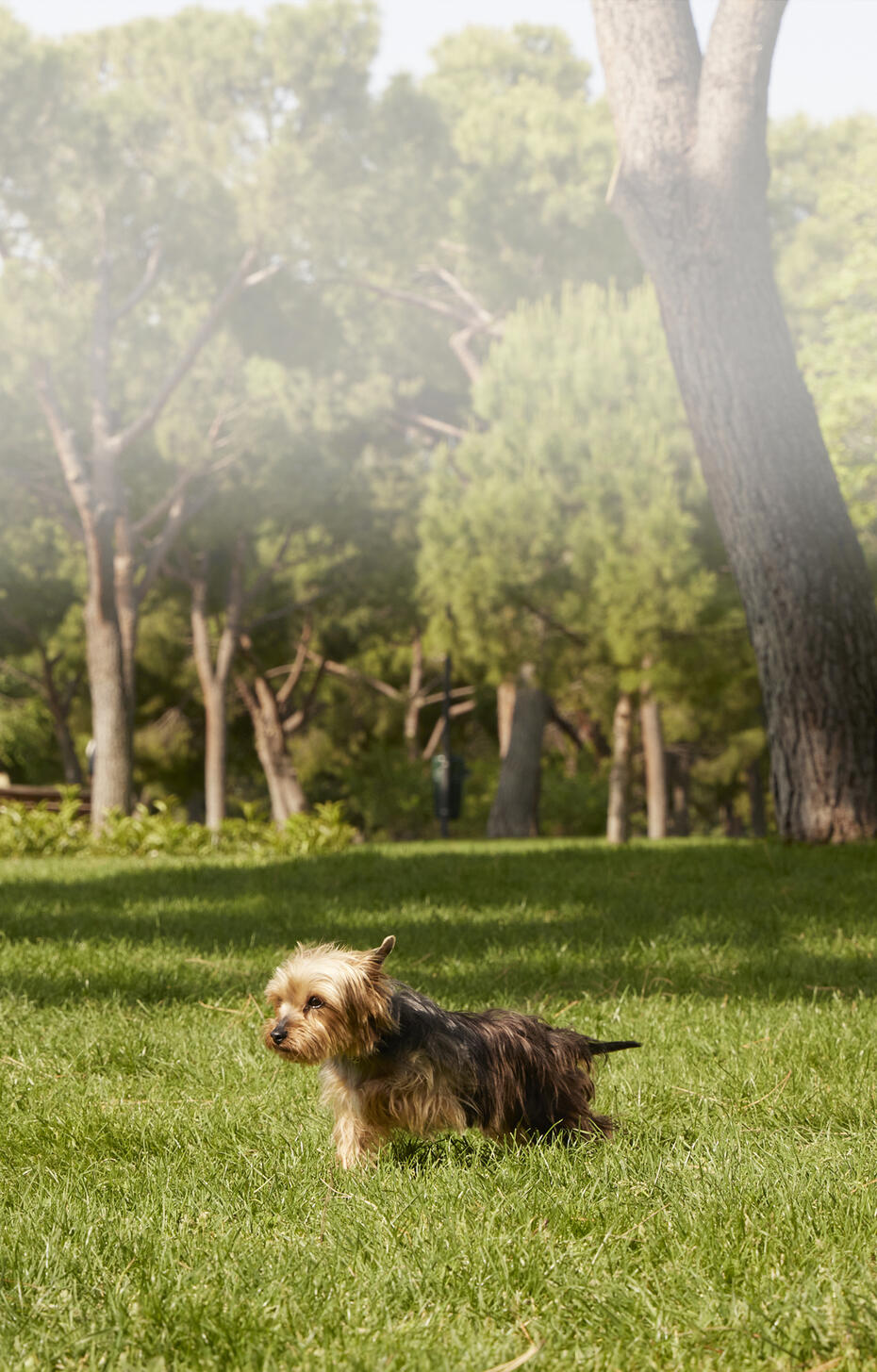 PURINA ONE®MINI/SMALL