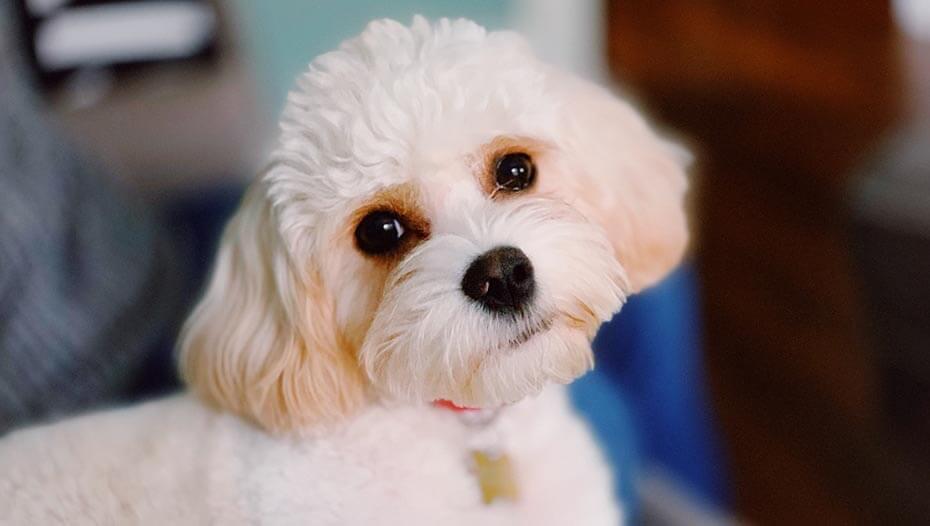 Кавашон після грумінгу