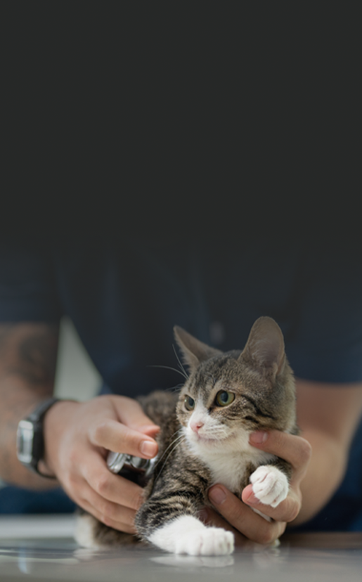 Кіт з ветеринаром