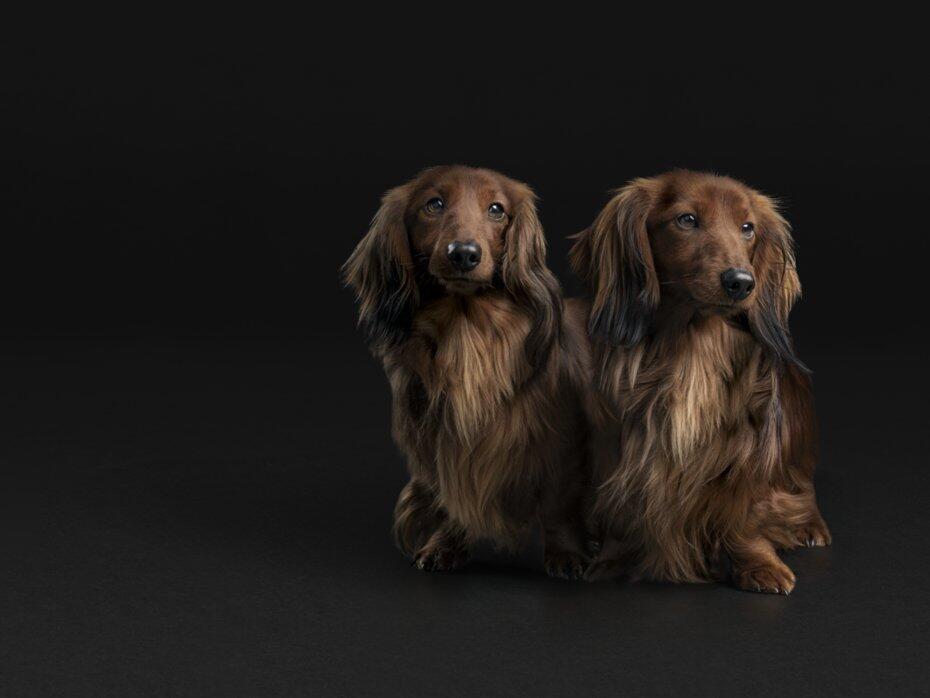 Дві такси на чорному фоні