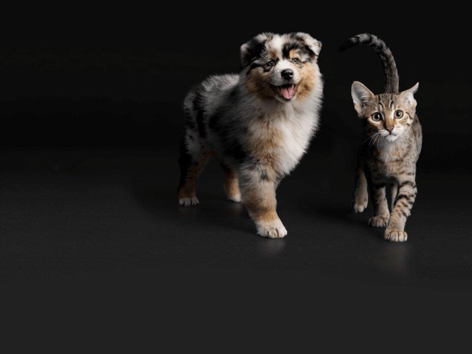 Цуценя та кошеня