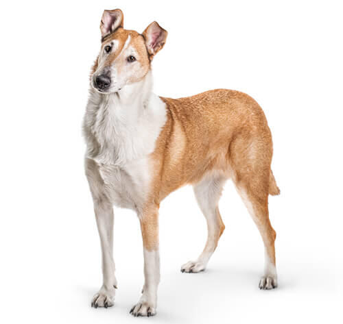 Коллі (гладкошерстий)