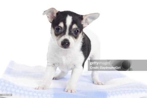 Рет-тер’єр