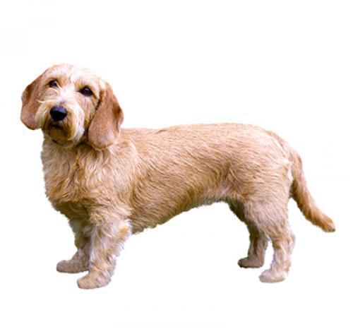 Basset Fauve de Bretagne Basset Fauve de Bretagne