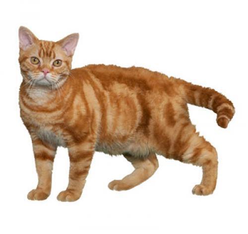 American Wirehair American Wirehair