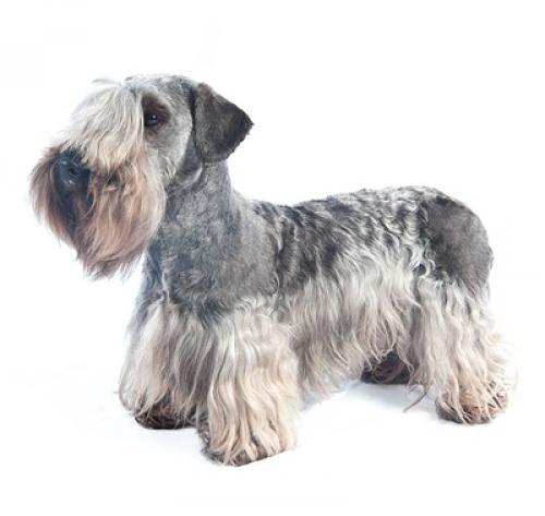 Cesky Terrier Cesky Terrier